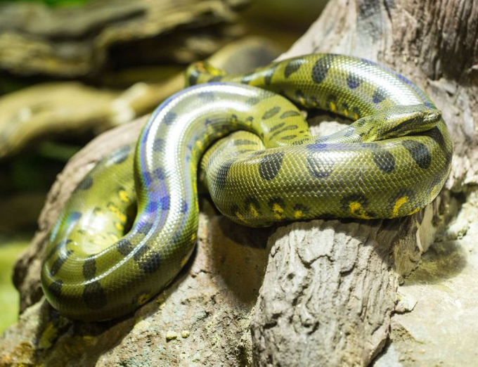 anaconda ular terbesar terpanjang dunia